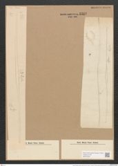 Nitzschia longissima (Breb.) Ralfs (de-Toni-Nr.: Genus 47, Species 2146) Zeichnungen Sammlung Grunow Nr. 4318 (NHMW-BOT-W0372346)